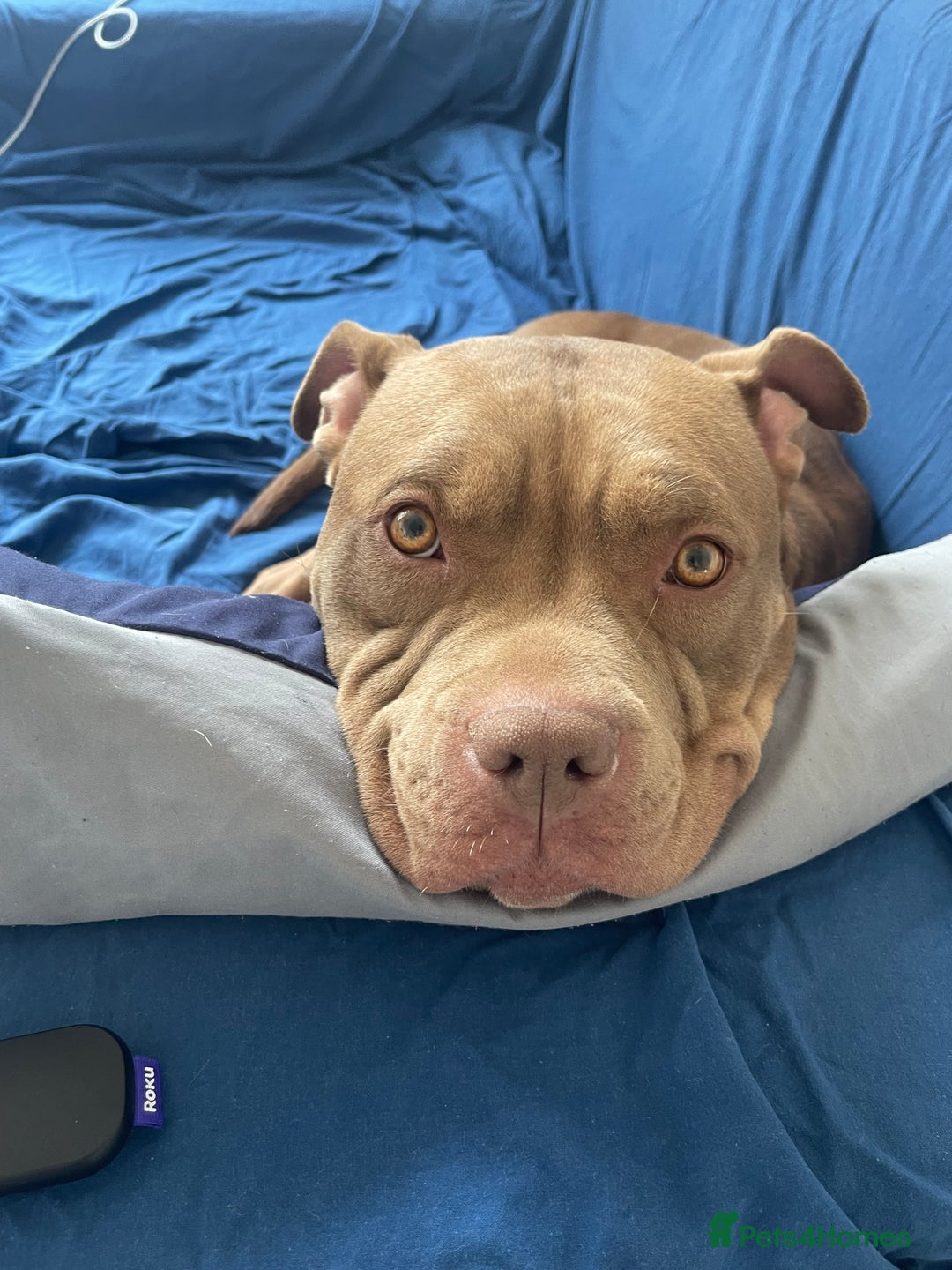 Mixed Breed dogs for sale: American bully/Pit x Rhodesian Ridgeback  - Advert 17