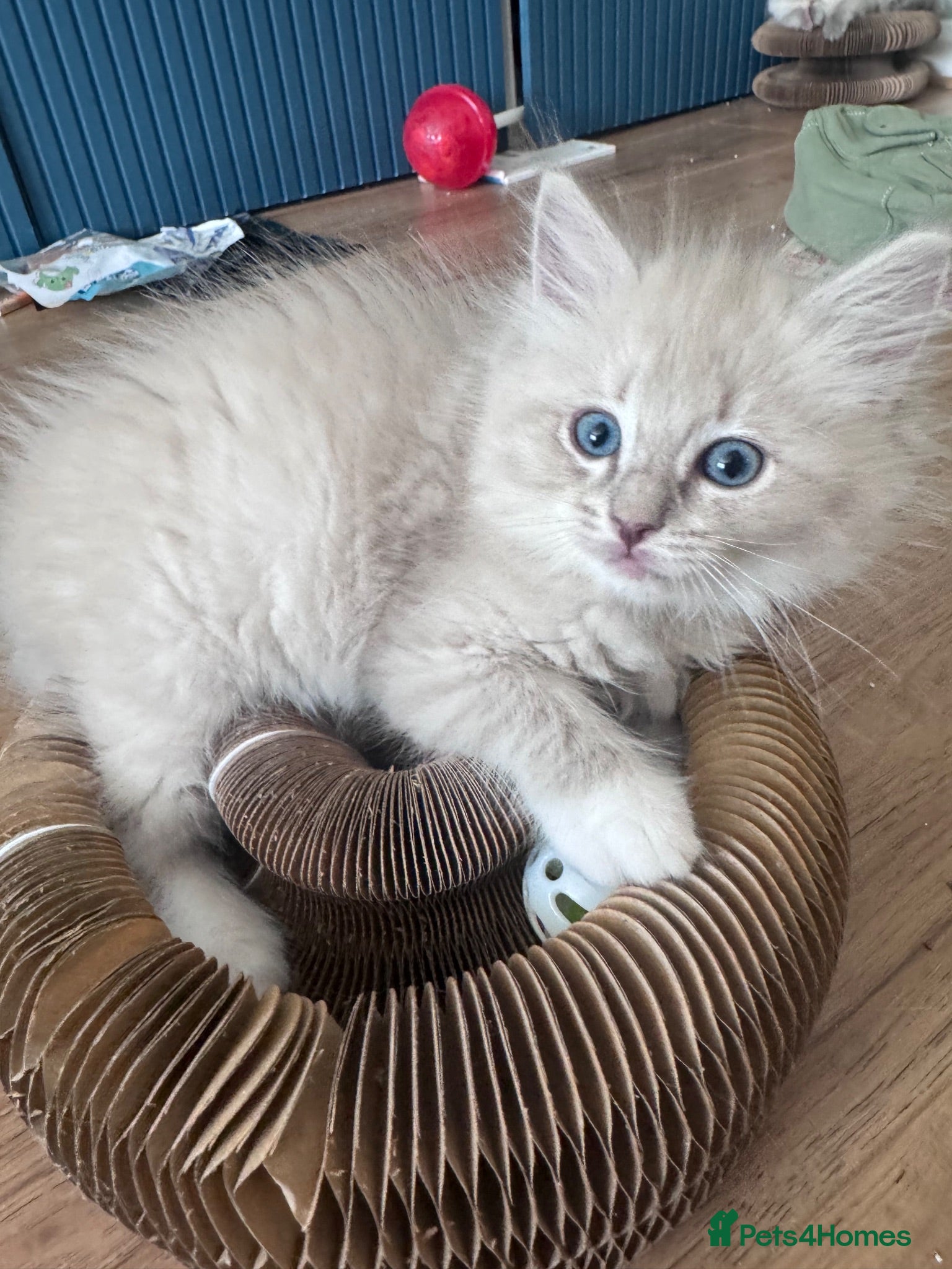 Ragdoll cats TICA registered ragdoll kittens (blue point/ lynx) - Advert 2