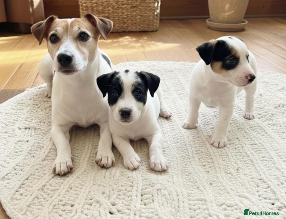 Jack Russell dogs Jack Russell puppies  - Advert 16