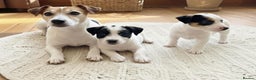 Jack Russell dogs for sale: Jack Russell puppies  - Advert 1