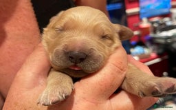 Golden Retriever dogs for sale: KC reg fox Red golden retrievers  - Image 4
