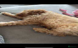 Mixed Breed dogs for sale: Cavapoochon Sadly re homing  - Image 6