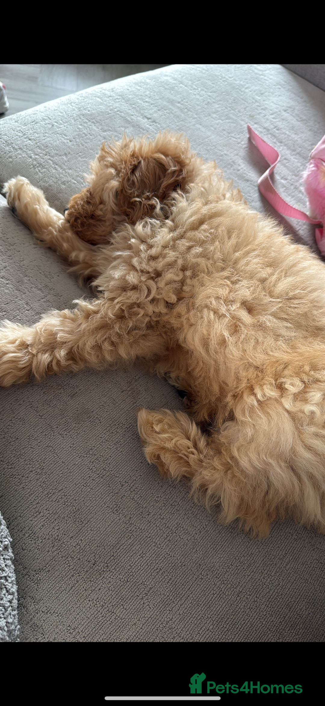 Mixed Breed dogs for sale: Cavapoochon Sadly re homing  - Image 6