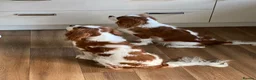 Cavalier King Charles Spaniel dogs for sale: Cavalier King Charles Spaniel KC Puppies - Advert 16