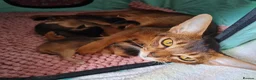 Abyssinian cats for sale: Abyssinian kittens in Scunthorpe - Advert 1