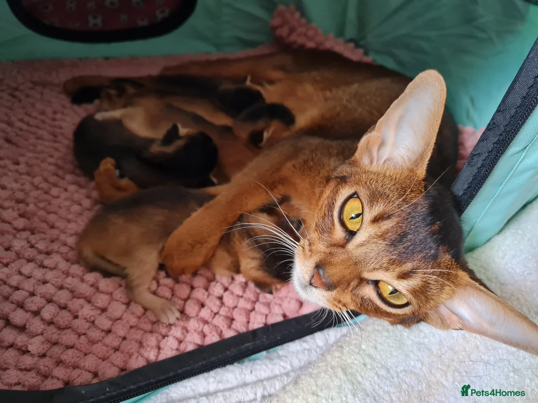 Abyssinian cats for sale: Abyssinian kittens in Scunthorpe - Advert 1