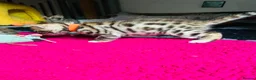 Bengal cats for sale: Stunning Bengal Kittens  - Advert 22