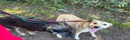 Mixed Breed dogs for adoption: Ivy - Norwich Norfolk  in Norwich - Advert 12