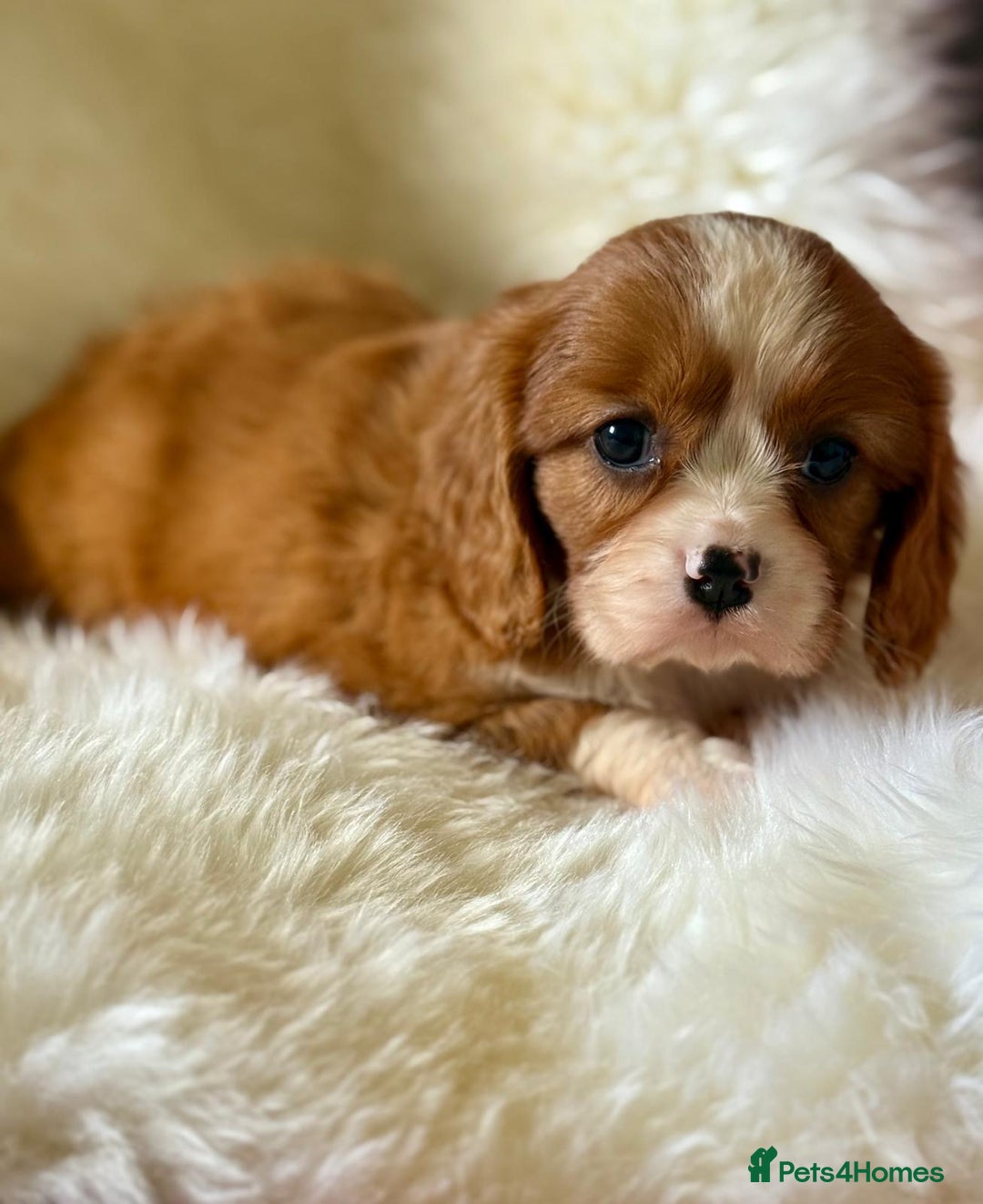 Cavalier King Charles Spaniel dogs for sale: STUNNING CAVALIER PUPPIES READY TO GO ON THE 6TH! - Image 3