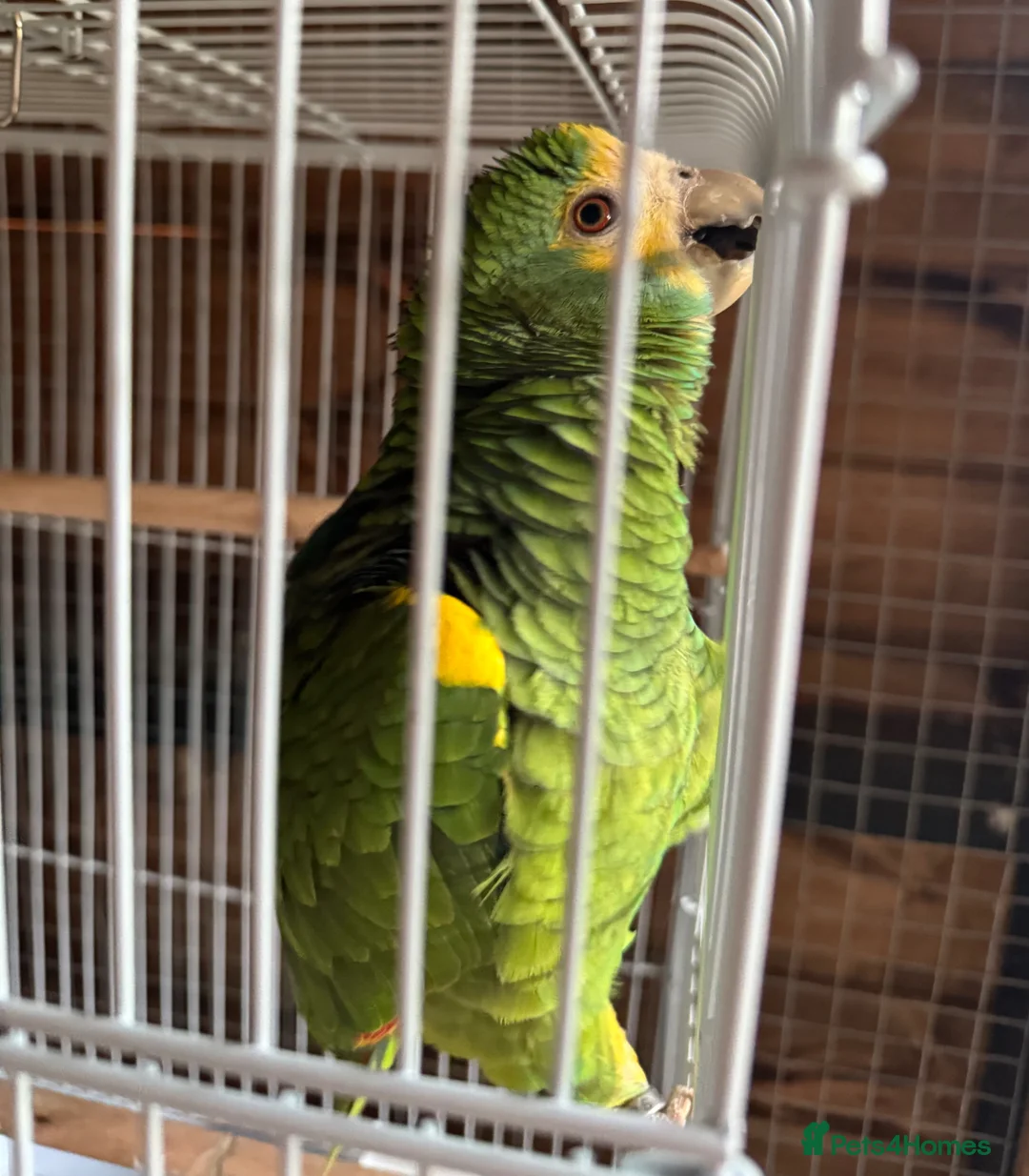 Parrots birds for sale: Amazon - Advert 2