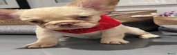 French Bulldog dogs for sale: Fully Vaccinated Fluffy French Bulldog Puppies - Advert 7