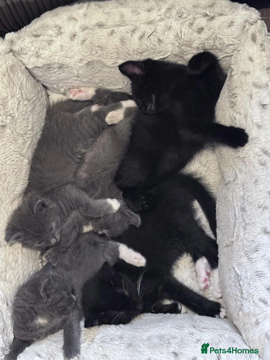 Mixed Breed cats for sale: Kittens - Advert 2