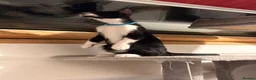 Mixed Breed cats for sale: Adorable Siamese cross Domestic Shorthair kittens  - Advert 5