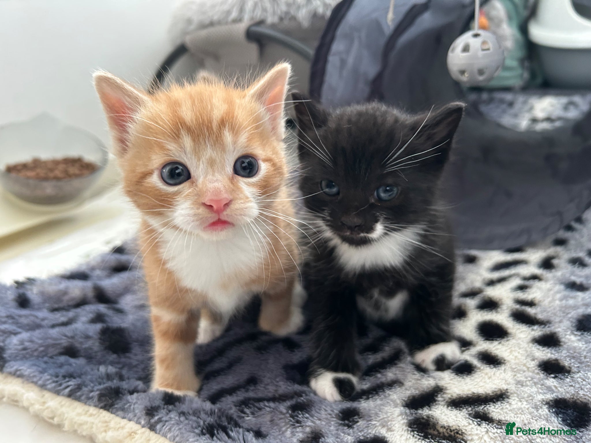 Domestic Shorthair cats Two male kittens  - Advert 1