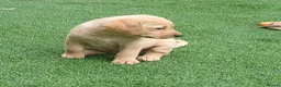Labrador Retriever dogs for sale: READY TO LEAVE 🐶🐶 - Advert 7