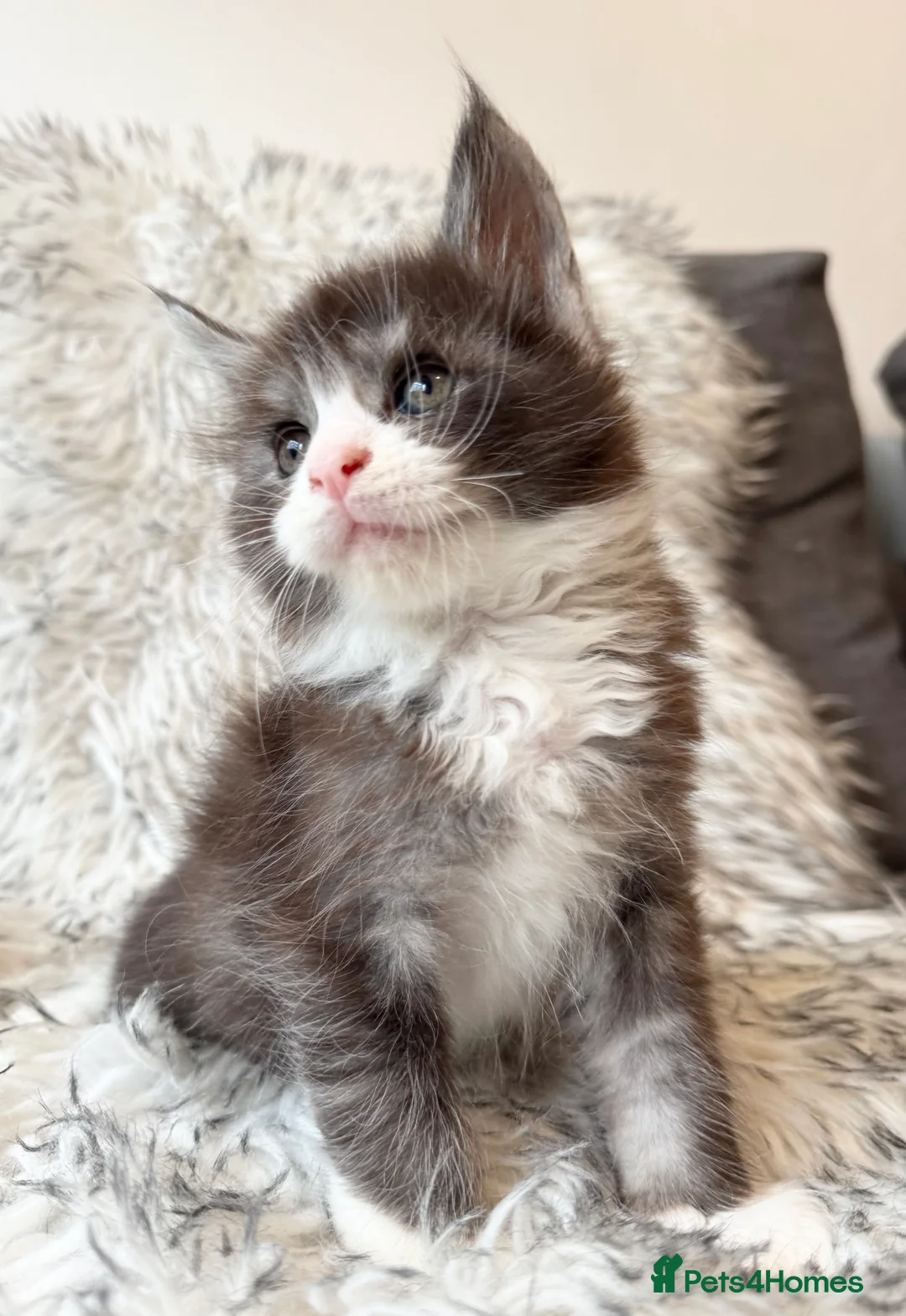 Maine Coon cats for sale: Champions - Bloodline Purebred Maine Coon Kittens - Advert 3