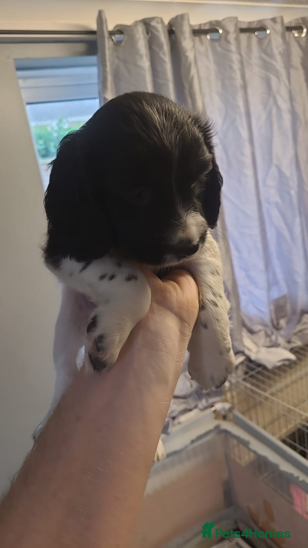 English Springer Spaniel dogs for sale: Kc registered springer spaniel puppies  in Sturminster Newton - Image 5