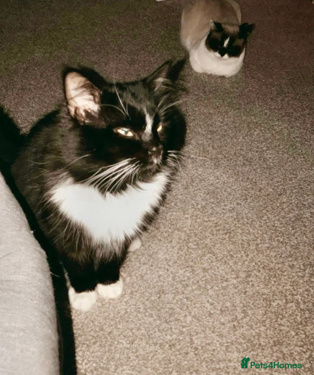 Mixed Breed cats for sale: Beautiful boy George  - Advert 5