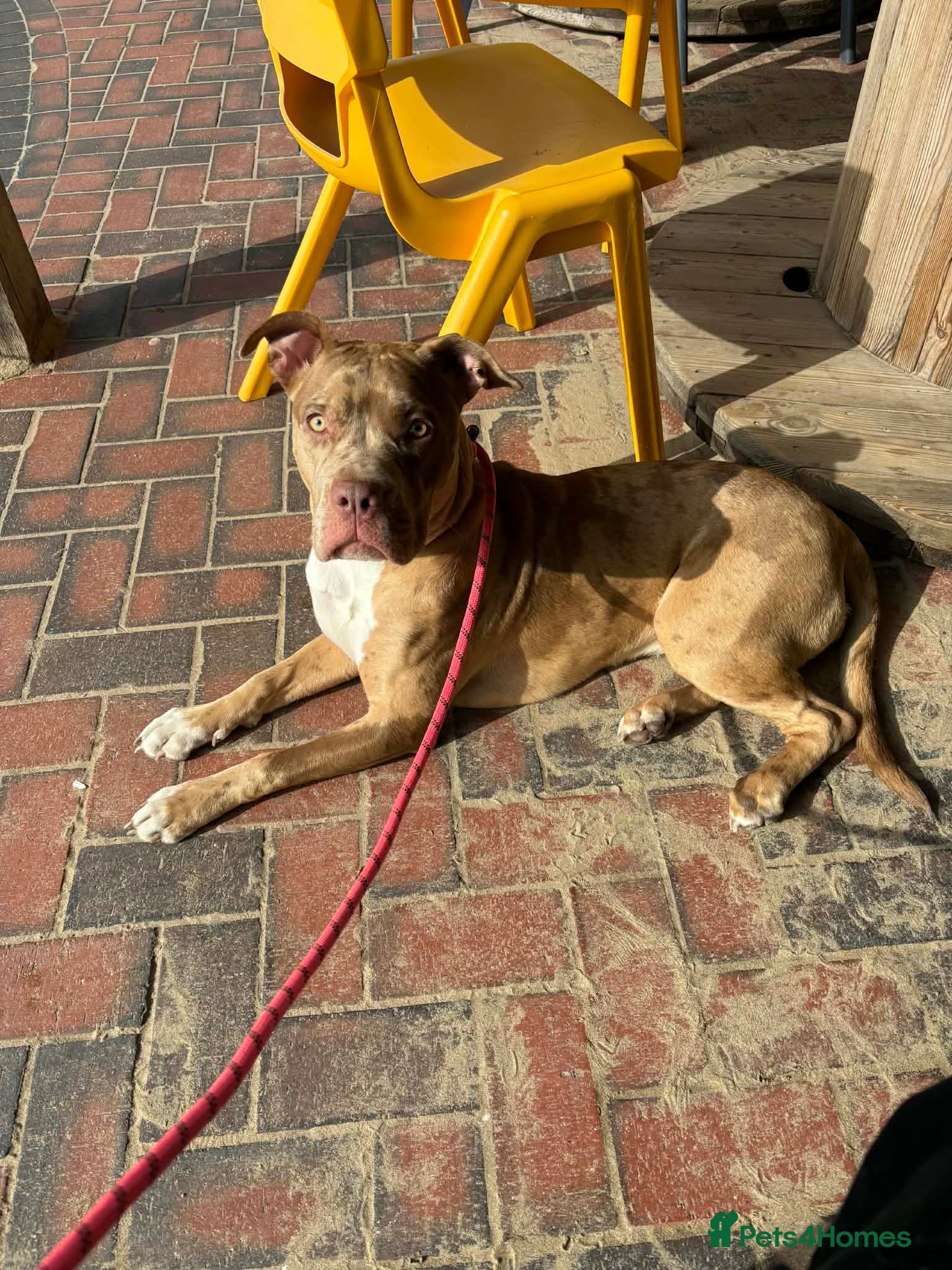 Mixed Breed dogs adorable 9 month old female - Advert 1