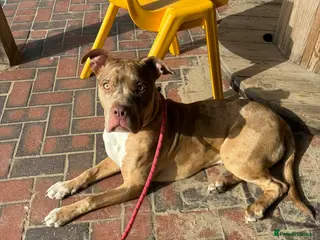 Mixed Breed dogs adorable 9 month old female - Advert 1