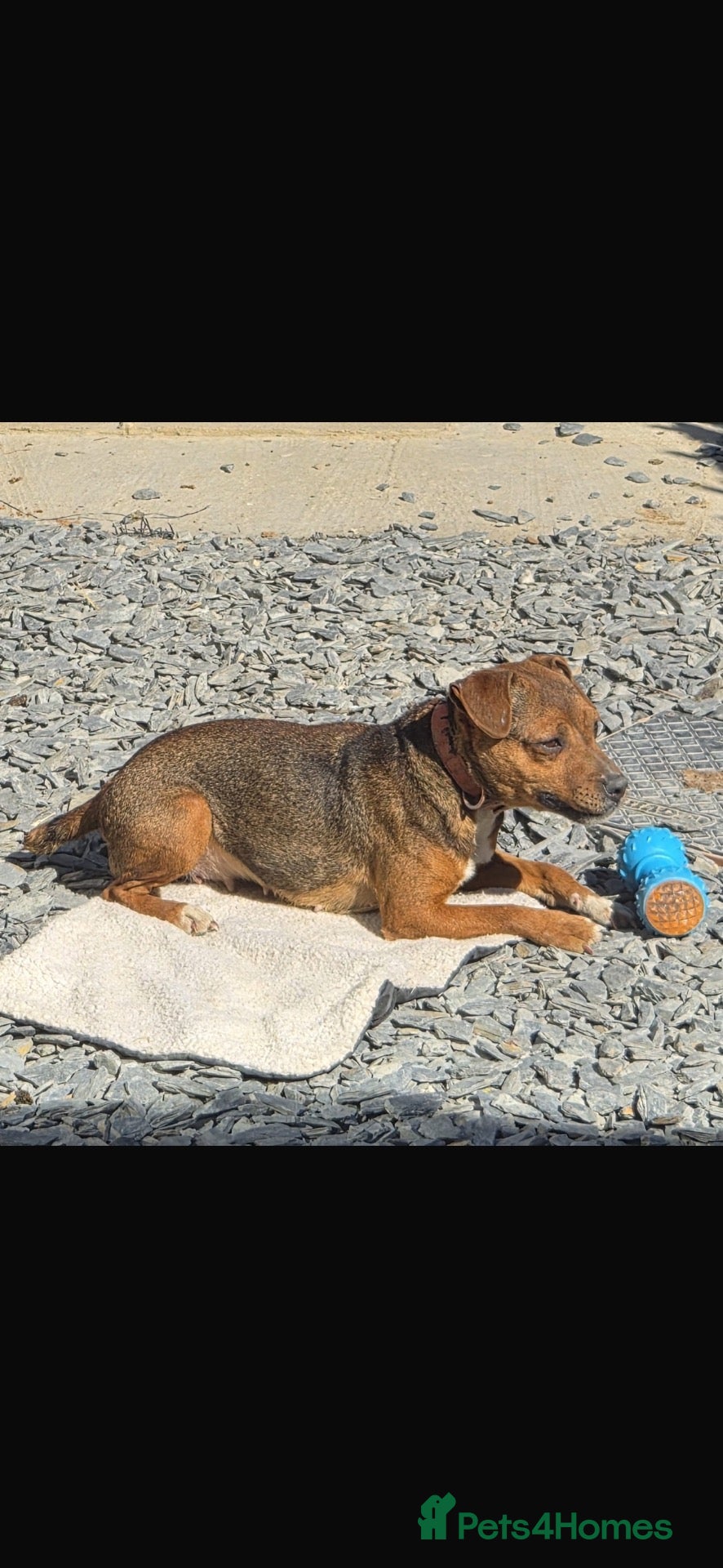 Jack Russell dogs Jack Russel Cross - Advert 16