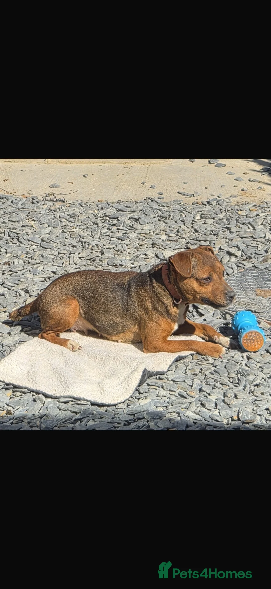 Jack Russell dogs for sale: Jack Russel Cross - Advert 1