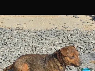 Jack Russell dogs Jack Russel Cross - Advert 1