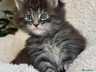 Maine Coon cats 5 Main Coon Kittens - Advert 16