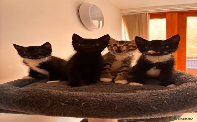 Mixed Breed cats - Advert 1