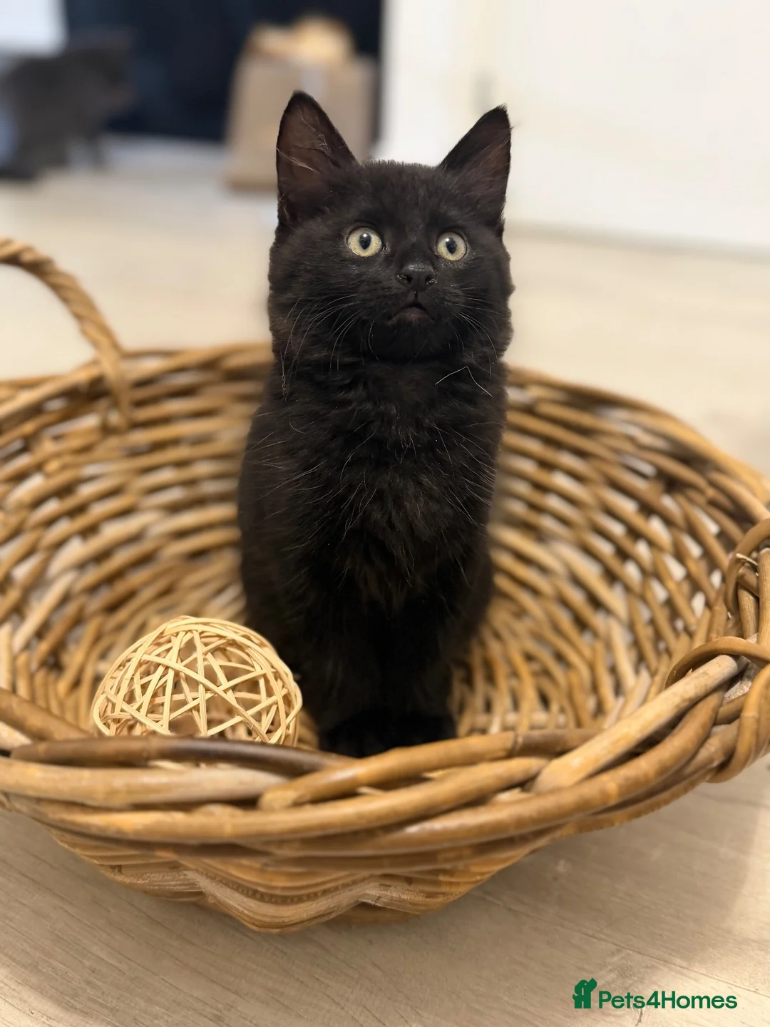 Mixed Breed cats for sale: Gorgeous male ready to go - Advert 2