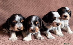 Cocker Spaniel dogs for sale: KC REG SHOW TYPE COCKER SPANIELS  - Image 13