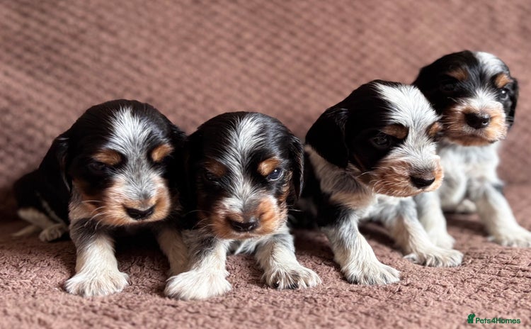 Cocker Spaniel dogs - Advert 4