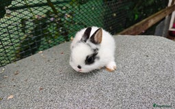 Netherland Dwarf rabbits for sale: Netherland dwarf  - Image 5