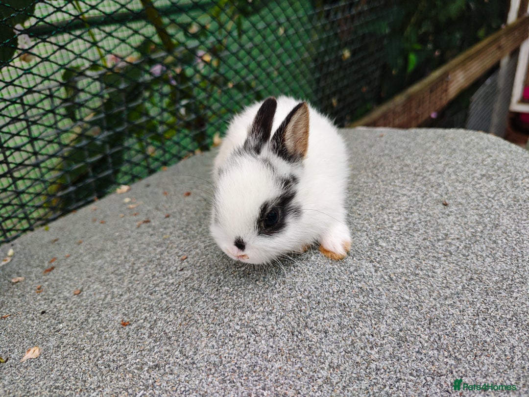 Netherland Dwarf rabbits for sale: Netherland dwarf  - Image 5