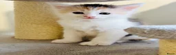 Maine Coon cats for sale: Maine coon kittens  - Advert 29