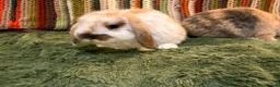 Mini Lop rabbits for sale: Minilop babies ready for new homes  - Advert 2
