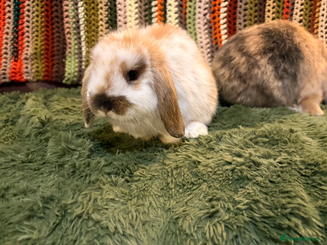 Mini Lop rabbits for sale: Minilop babies ready for new homes  - Advert 2
