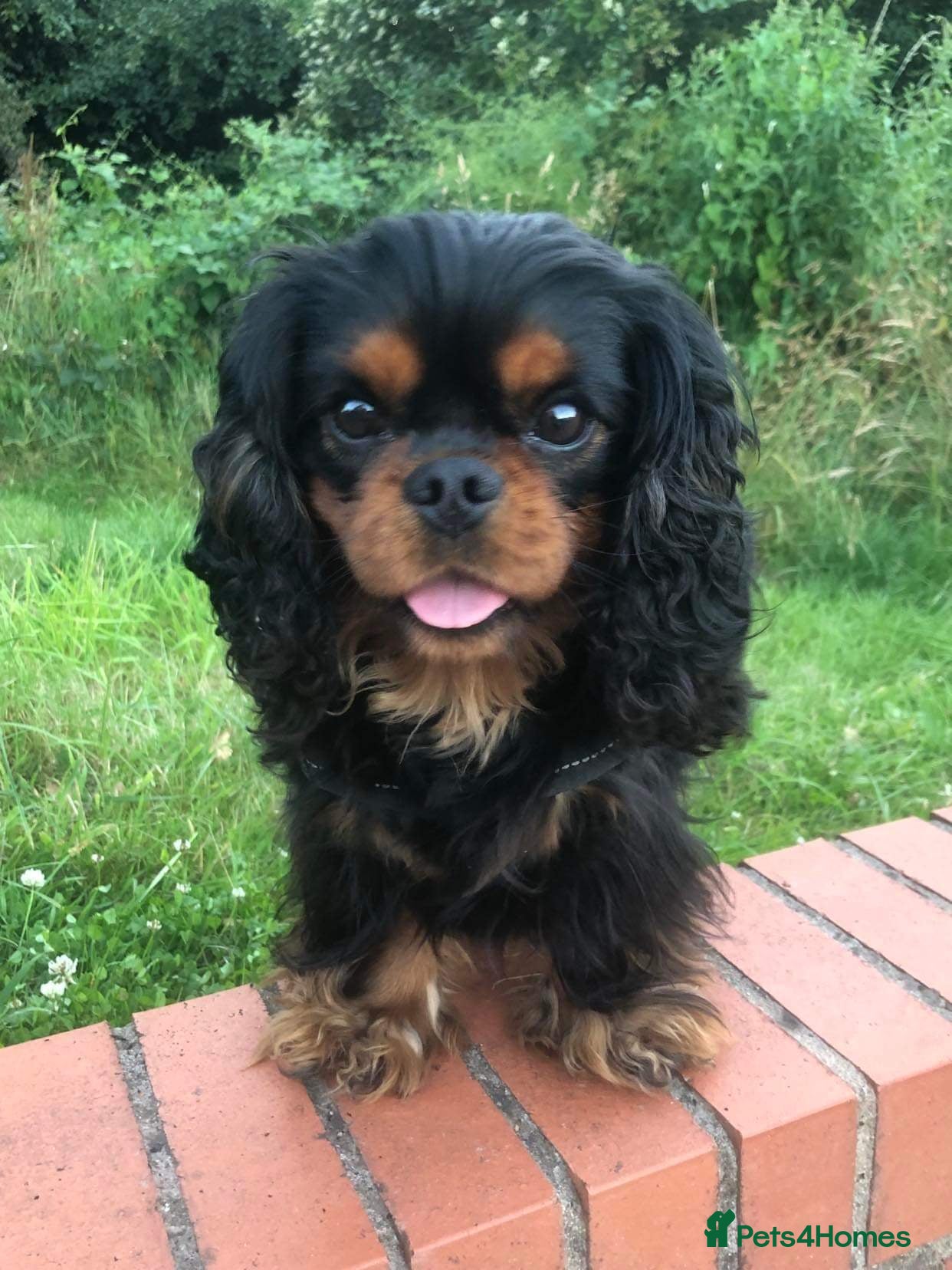 Cavalier King Charles Spaniel dogs Health Tested SOLID Black and Tan Stud PROVEN in Newport - Advert 4