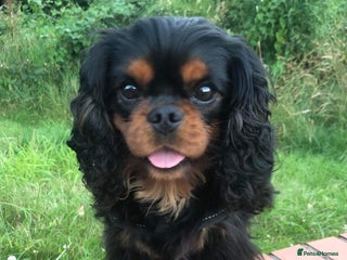 Cavalier King Charles Spaniel dogs in Newport - Advert 2
