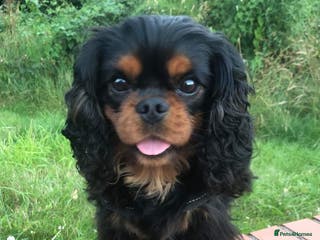 Cavalier King Charles Spaniel dogs Health Tested SOLID Black and Tan Stud PROVEN in Newport - Advert 4