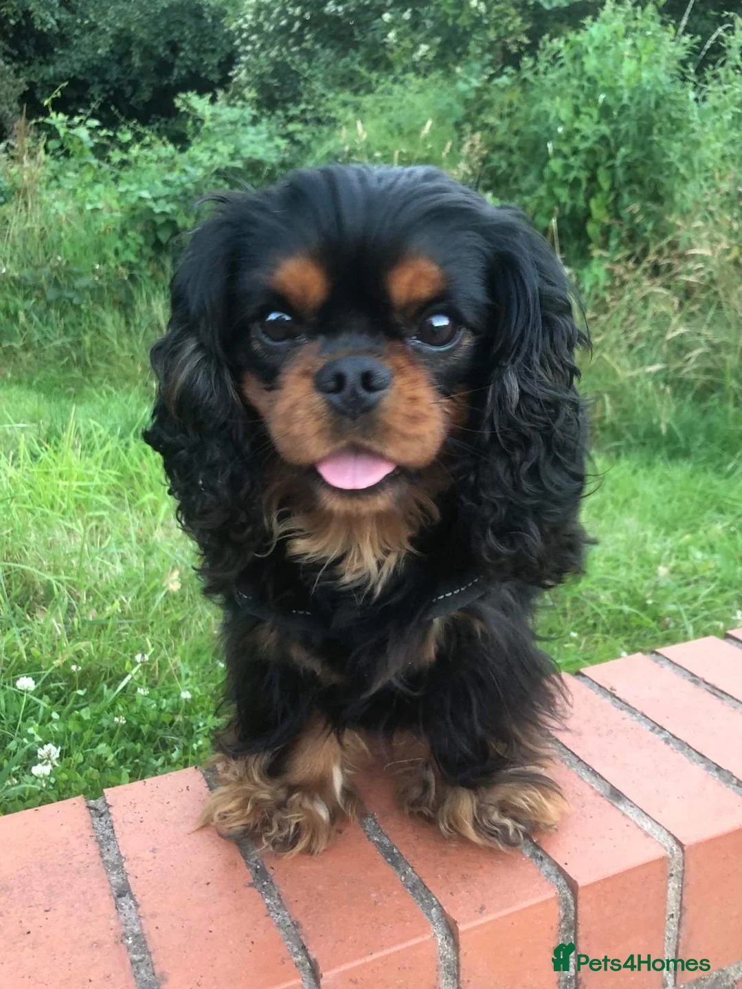 Cavalier King Charles Spaniel dogs for stud: Health Tested SOLID Black and Tan Stud PROVEN in Newport - Advert 1