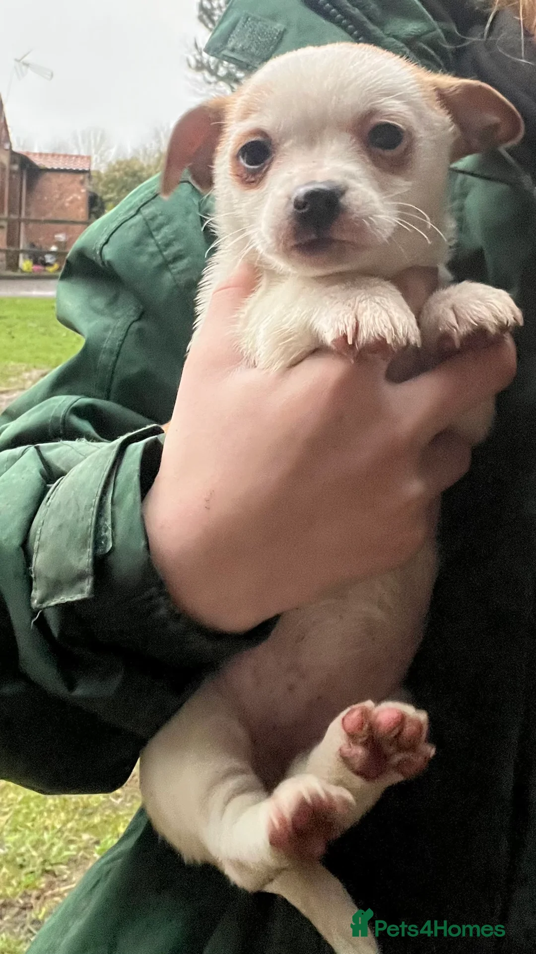 Mixed Breed dogs for sale: Gorgeous Jackchi pups  - Advert 4