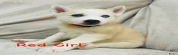 Siberian Husky dogs for sale: Stunning husky puppies - RARE white/cream  - Advert 16