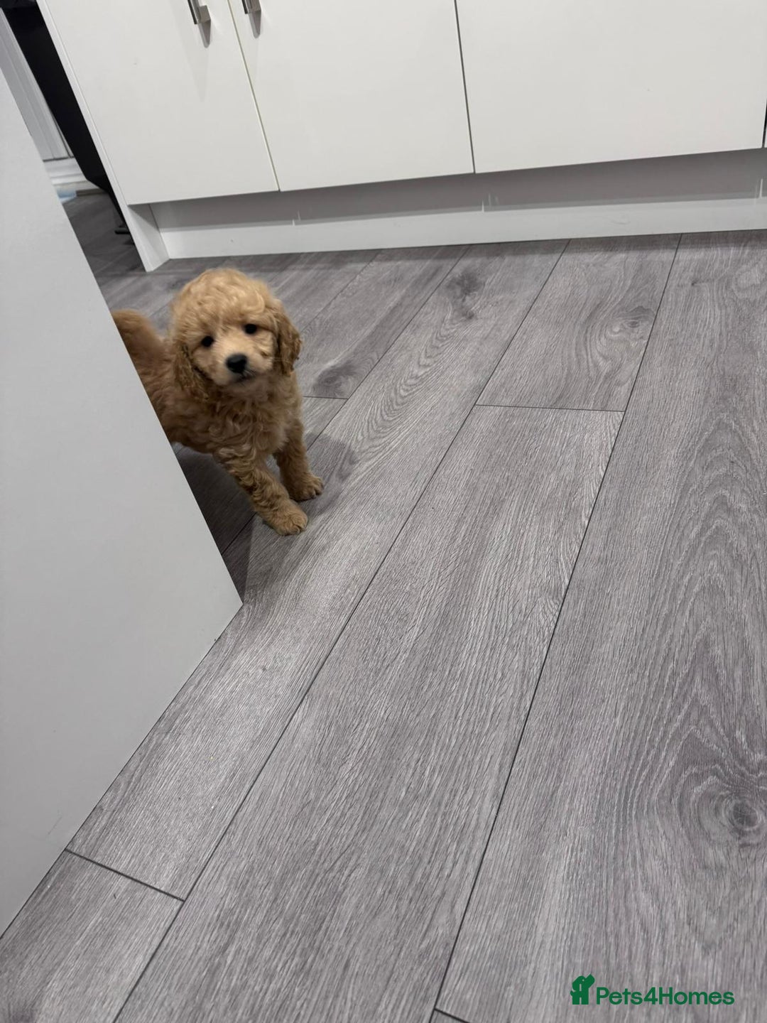 Toy Poodle dogs for sale: Beautiful Toy Poodle Puppy - Advert 6