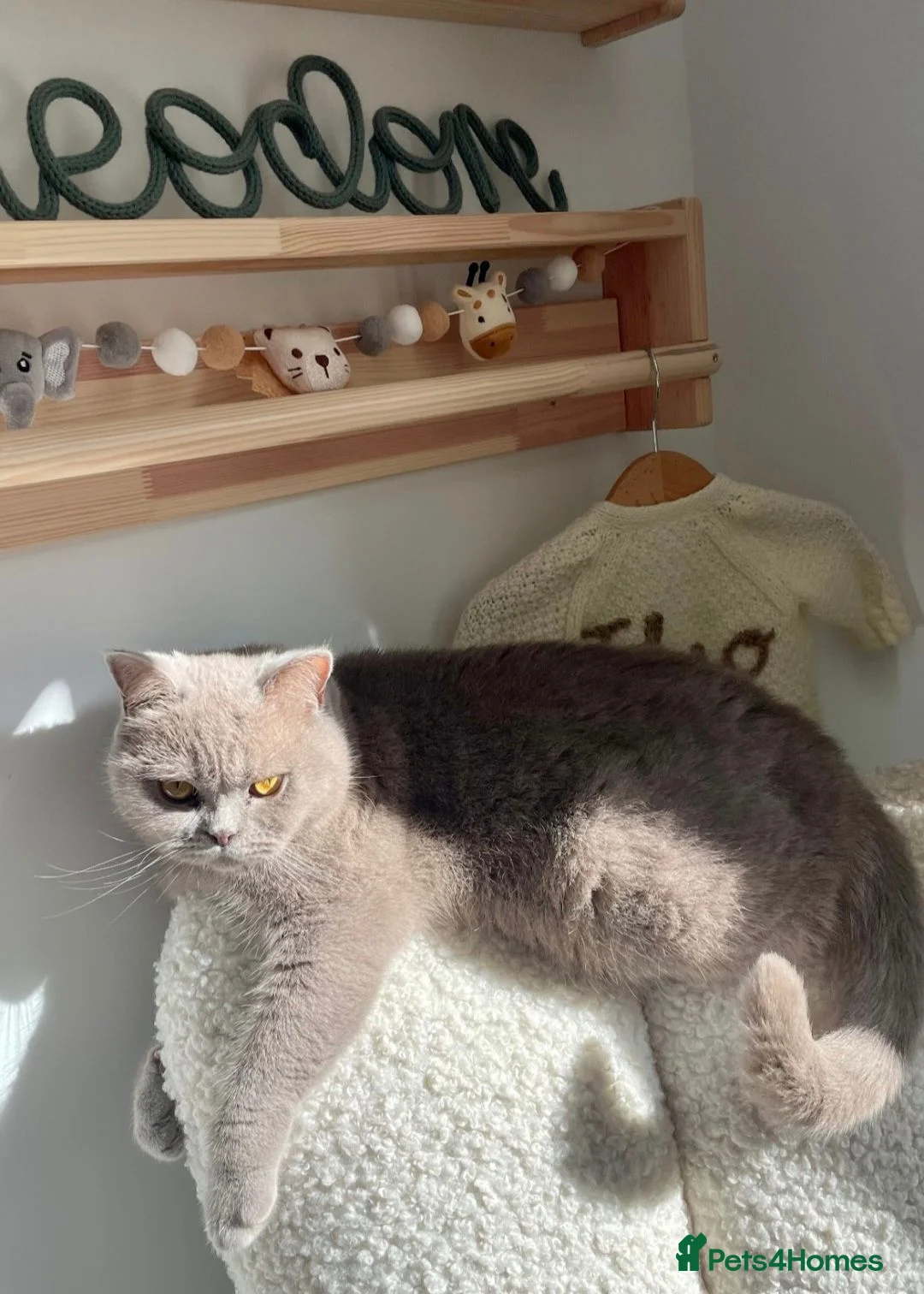 British Shorthair cats for sale: Female British Shorthair  - Advert 2