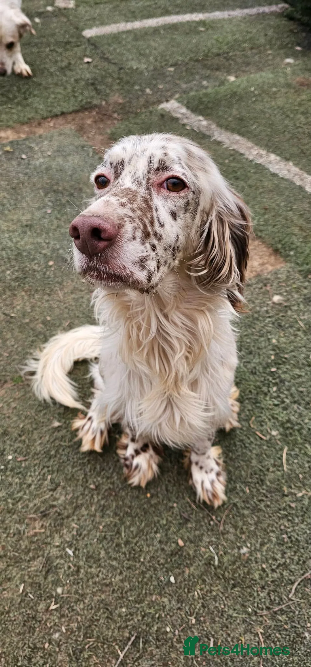 English Setter dogs for adoption: FRANCO in Scarborough - Advert 9