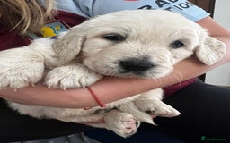 Golden Retriever dogs for sale: Golden Retriever Puppies 5 Generation Pedigree - Image 19