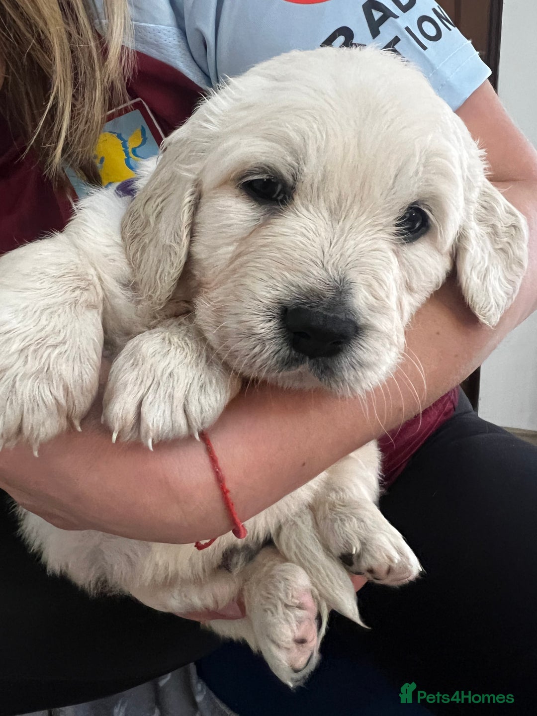 Golden Retriever dogs for sale: Golden Retriever Puppies 5 Generation Pedigree - Image 19
