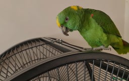 Parrots birds for sale: Tame Female Yellow Naped Amazon - Image 5