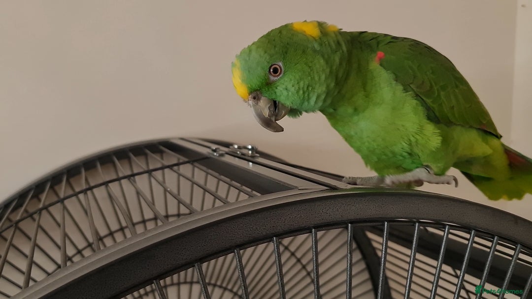 Parrots birds for sale: Tame Female Yellow Naped Amazon - Image 5